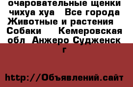 очаровательные щенки чихуа-хуа - Все города Животные и растения » Собаки   . Кемеровская обл.,Анжеро-Судженск г.